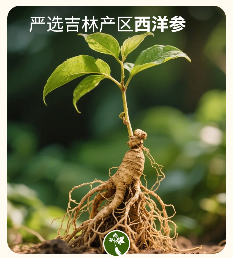 20250408-陈皮参斛水详情设计_08.jpg